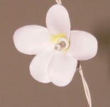 White Frangipani Individual_sml.jpg